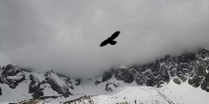 从架构演进到云原生实践:三大网络技术案例深度解析