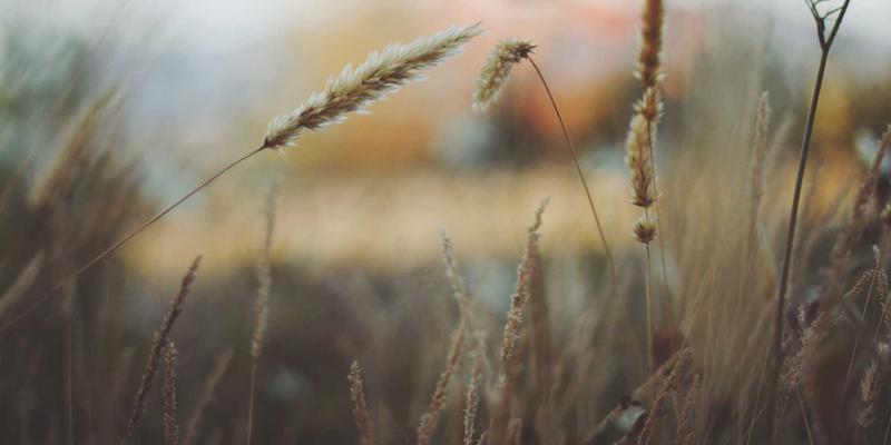 基于P4语言的数据平面可编程：解锁SBD0与数据分析驱动的网络定制化与安全新范式