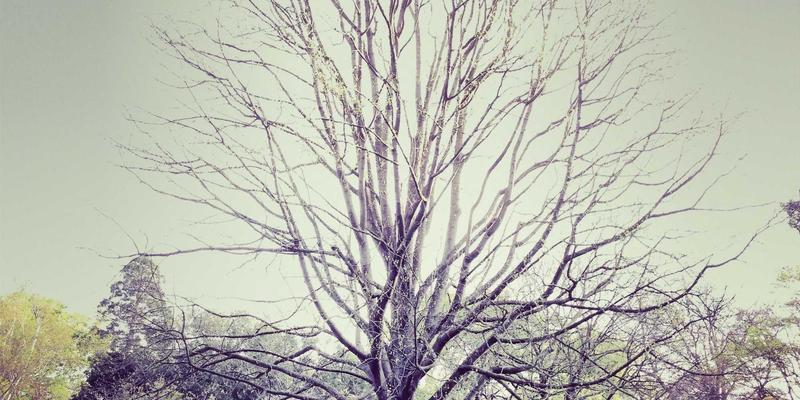 网络技术62时代:云服务与SBD0如何重塑未来网络架构