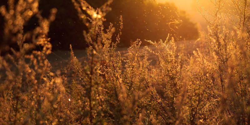 网络技术83时代：数据服务、SBD0与云服务的融合创新